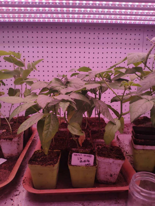LED植物生長燈